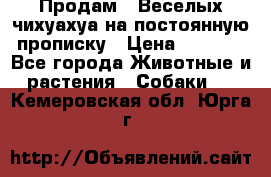 Продам.  Веселых чихуахуа на постоянную прописку › Цена ­ 8 000 - Все города Животные и растения » Собаки   . Кемеровская обл.,Юрга г.